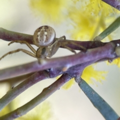 Australomisidia pilula at Russell, ACT - 7 Sep 2023