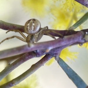 Australomisidia pilula at Russell, ACT - 7 Sep 2023