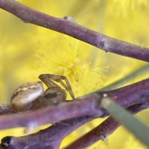 Australomisidia pilula at Russell, ACT - 7 Sep 2023