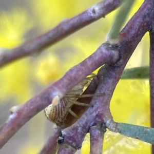 Australomisidia pilula at Russell, ACT - 7 Sep 2023