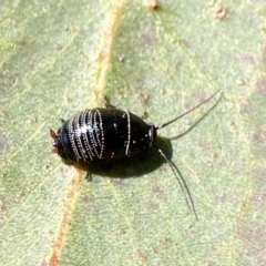 Ellipsidion sp. (genus) (A diurnal cockroach) at Braddon, ACT - 7 Sep 2023 by Hejor1