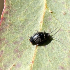 Ellipsidion sp. (genus) at Braddon, ACT - 7 Sep 2023