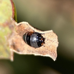 Ellipsidion sp. (genus) at Braddon, ACT - 7 Sep 2023