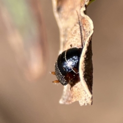 Ellipsidion sp. (genus) at Braddon, ACT - 7 Sep 2023