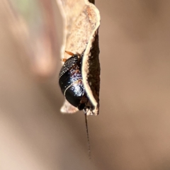 Ellipsidion sp. (genus) at Braddon, ACT - 7 Sep 2023