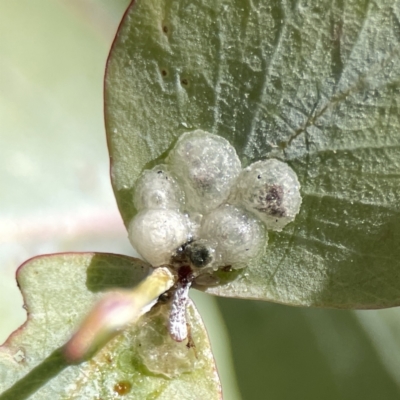 Glycaspis (Glycaspis) brimblecombei at City Renewal Authority Area - 6 Sep 2023 by Hejor1