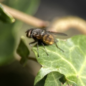 Calliphora stygia at Braddon, ACT - 7 Sep 2023 09:04 AM