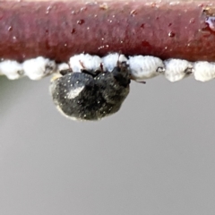 Coccinellidae (family) (Unidentified lady beetle) at Braddon, ACT - 6 Sep 2023 by Hejor1