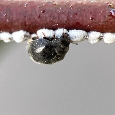 Coccinellidae (family) (Unidentified lady beetle) at Braddon, ACT - 7 Sep 2023 by Hejor1