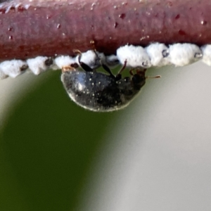 Coccinellidae (family) at Braddon, ACT - 7 Sep 2023 08:59 AM