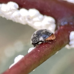 Coccinellidae (family) at Braddon, ACT - 7 Sep 2023 08:59 AM