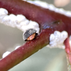 Coccinellidae (family) at Braddon, ACT - 7 Sep 2023 08:59 AM