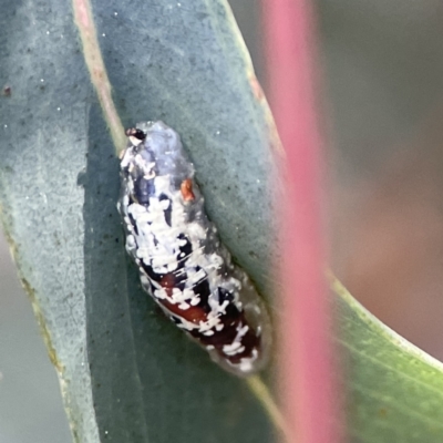 Coleoptera-immature at City Renewal Authority Area - 6 Sep 2023 by Hejor1