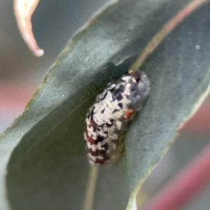 Syrphidae (family) at Braddon, ACT - 7 Sep 2023 08:59 AM