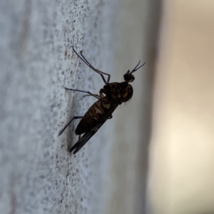 Sylvicola dubius at Braddon, ACT - 7 Sep 2023