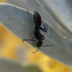 Camponotus aeneopilosus (A Golden-tailed sugar ant) at City Renewal Authority Area - 6 Sep 2023 by Hejor1