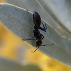 Camponotus aeneopilosus at Braddon, ACT - 7 Sep 2023 08:39 AM