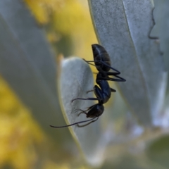 Camponotus aeneopilosus at Braddon, ACT - 7 Sep 2023 08:39 AM