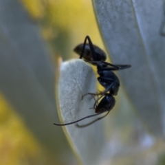 Camponotus aeneopilosus at Braddon, ACT - 7 Sep 2023 08:39 AM