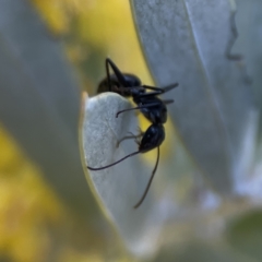 Camponotus aeneopilosus at Braddon, ACT - 7 Sep 2023 08:39 AM