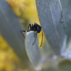 Camponotus aeneopilosus at Braddon, ACT - 7 Sep 2023 08:39 AM