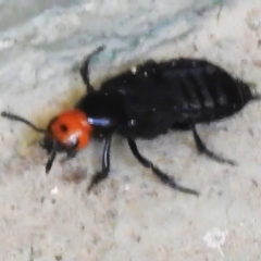 Creophilus erythrocephalus (Devil's coach horse, Rove beetle) at Namadgi National Park - 4 Sep 2023 by JohnBundock