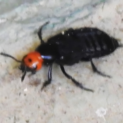 Creophilus erythrocephalus (Devil's coach horse, Rove beetle) at Cotter River, ACT - 4 Sep 2023 by JohnBundock