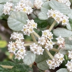 Spyridium parvifolium (Dusty Miller) at Woomargama, NSW - 28 Aug 2023 by AnneG1