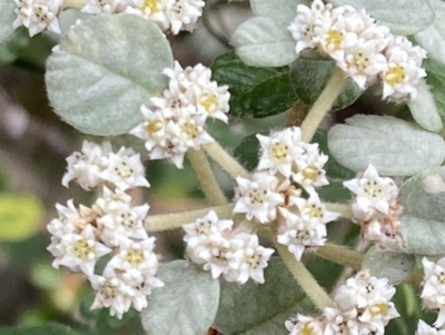 Spyridium parvifolium (Dusty Miller) at Woomargama, NSW - 28 Aug 2023 by AnneG1