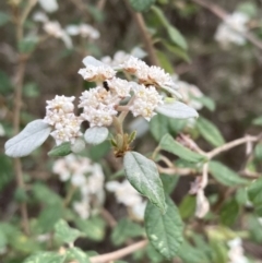 Spyridium parvifolium at Woomargama, NSW - 28 Aug 2023