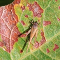 Metioche (subgenus) (Slient Leaf Runner Crickets) at Wodonga, VIC - 6 Sep 2023 by KylieWaldon