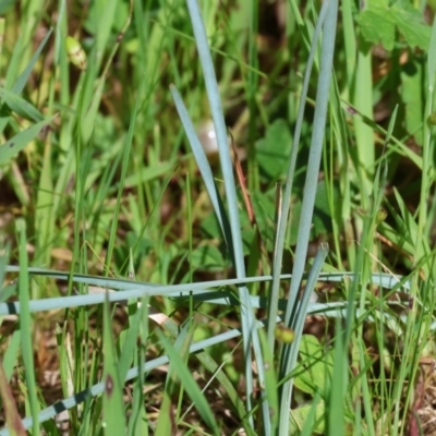 Lomandra (genus) (A Matrush) at Wodonga, VIC - 6 Sep 2023 by KylieWaldon