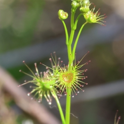 Drosera (genus) (A Sundew) at Wodonga, VIC - 6 Sep 2023 by KylieWaldon