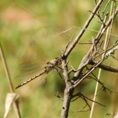 Hemicordulia tau at Murrumbateman, NSW - 6 Sep 2023 12:28 PM