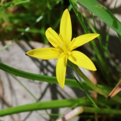 Pauridia vaginata (Yellow Star) at Wodonga, VIC - 6 Sep 2023 by KylieWaldon