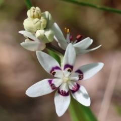 Wurmbea dioica subsp. dioica (Early Nancy) at Wodonga, VIC - 6 Sep 2023 by KylieWaldon