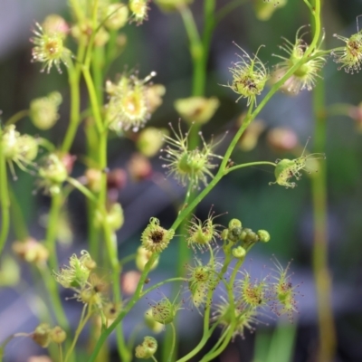 Drosera gunniana (Pale Sundew) at Chiltern, VIC - 7 Sep 2023 by KylieWaldon