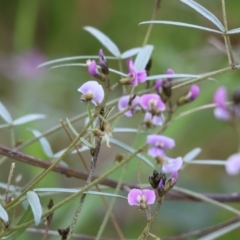 Glycine clandestina (Twining Glycine) at Chiltern, VIC - 7 Sep 2023 by KylieWaldon