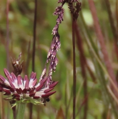 Poa sp. (A Snow Grass) at Dry Plain, NSW - 17 Dec 2022 by AndyRoo