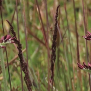 Poa sp. at Dry Plain, NSW - 17 Dec 2022