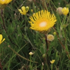 Ranunculus lappaceus (Australian Buttercup) at Dry Plain, NSW - 16 Dec 2022 by AndyRoo