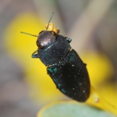 Melobasis thoracica (A jewel beetle) at Canberra Central, ACT - 7 Sep 2023 by Harrisi