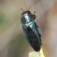 Melobasis thoracica at Canberra Central, ACT - 7 Sep 2023 05:03 PM