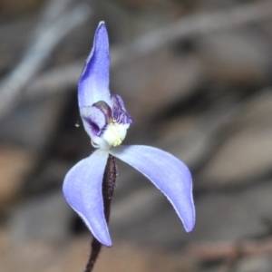 Cyanicula caerulea at Canberra Central, ACT - suppressed