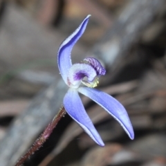 Cyanicula caerulea at Canberra Central, ACT - suppressed