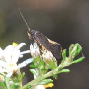 Lecithoceridae (family) at Bruce, ACT - 6 Sep 2023 11:59 AM