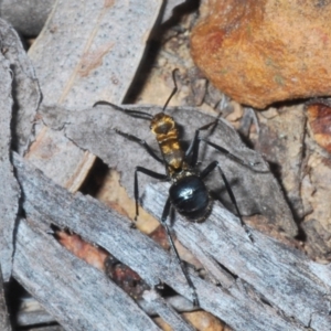 Polyrhachis semiaurata at Canberra Central, ACT - 7 Sep 2023