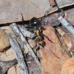 Polyrhachis semiaurata at Canberra Central, ACT - 7 Sep 2023 04:46 PM