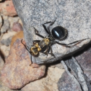 Polyrhachis semiaurata at Canberra Central, ACT - 7 Sep 2023