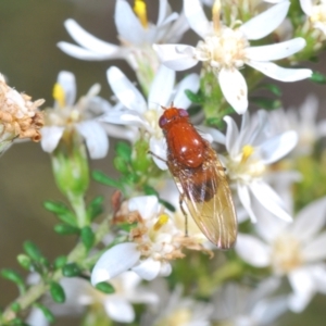 Rhagadolyra magnicornis at Bruce, ACT - 6 Sep 2023